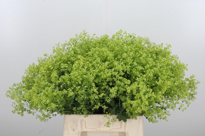 <h4>Alchimella Robusta</h4>