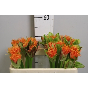 Scadoxus Orange