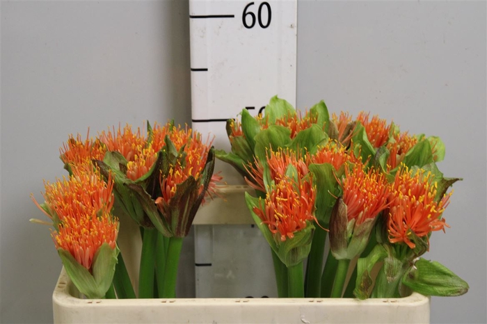<h4>Scadoxus Orange</h4>