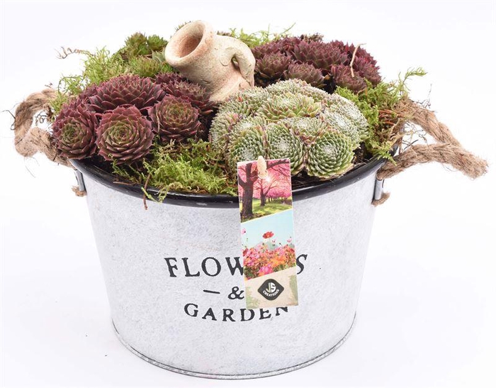 <h4>Zink teil Flowers & Garden 18cm</h4>