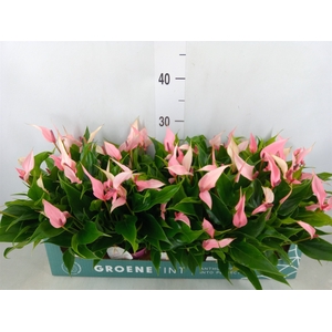 Anthurium andr. 'Lilli'