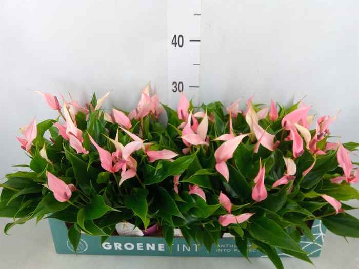 <h4>Anthurium andr. 'Lilli'</h4>