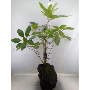 Arr.   Kamerplant Groen H%