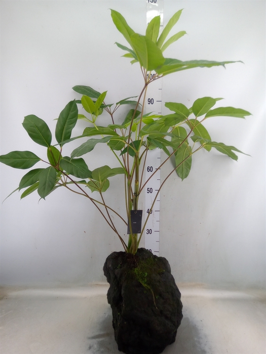 <h4>Arr.   Kamerplant Groen H%</h4>