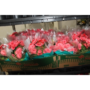 BEGONIA BORIAS P15