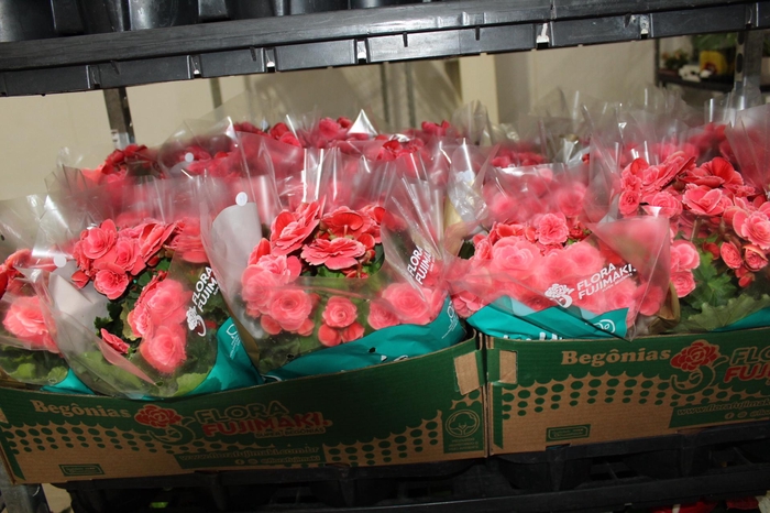 <h4>BEGONIA BORIAS P15</h4>