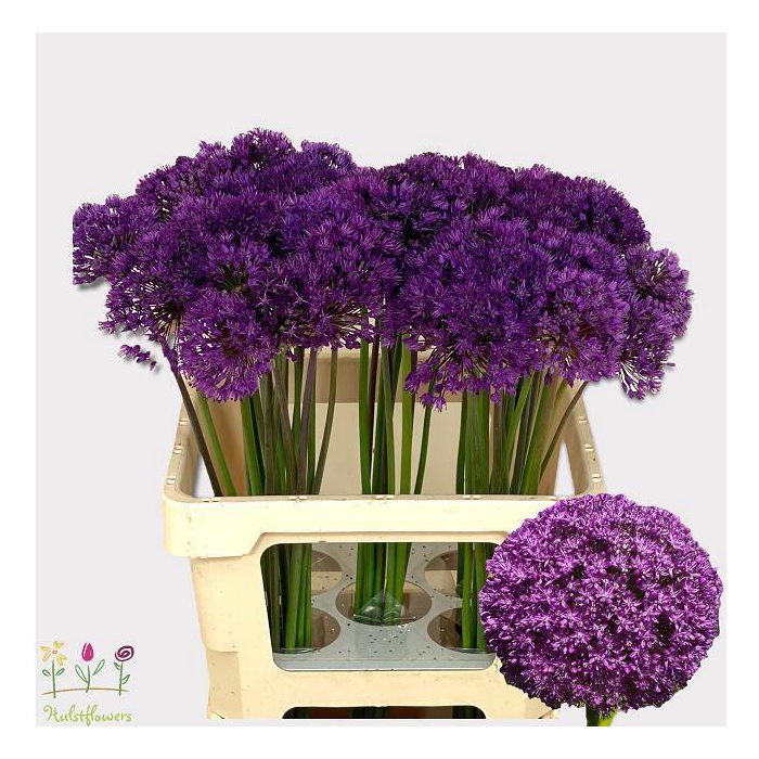 <h4>Allium Purple Sens</h4>