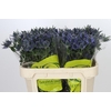 Eryngium Magical Blue Lagoon