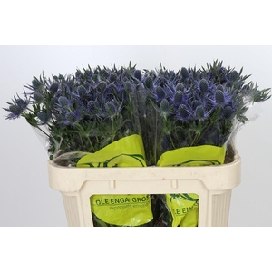 Eryngium Magical Blue Lagoon