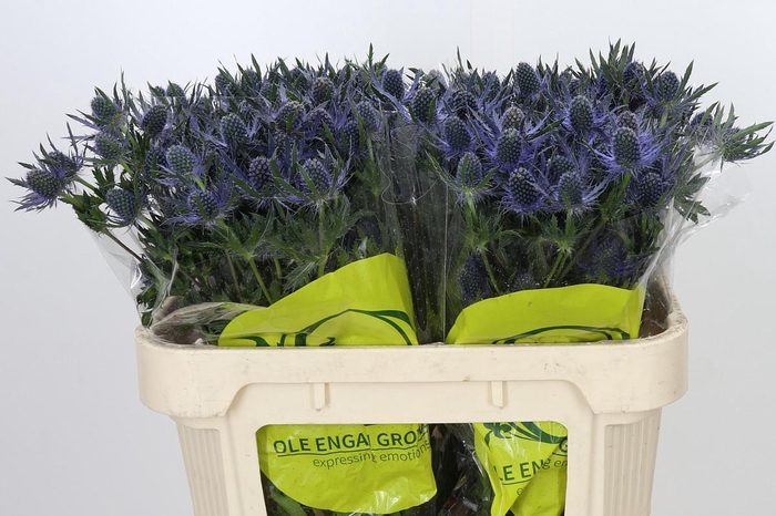 <h4>Eryngium Magical Blue Lagoon</h4>
