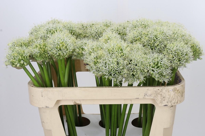 <h4>Allium White Giant</h4>