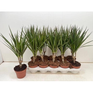 DRA MARGINATA