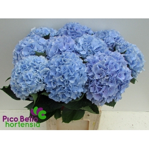 Hydrangea verena blue