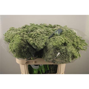 Ammi Visnaga Casablanca White