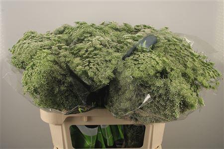 <h4>Ammi Visnaga Casablanca White</h4>