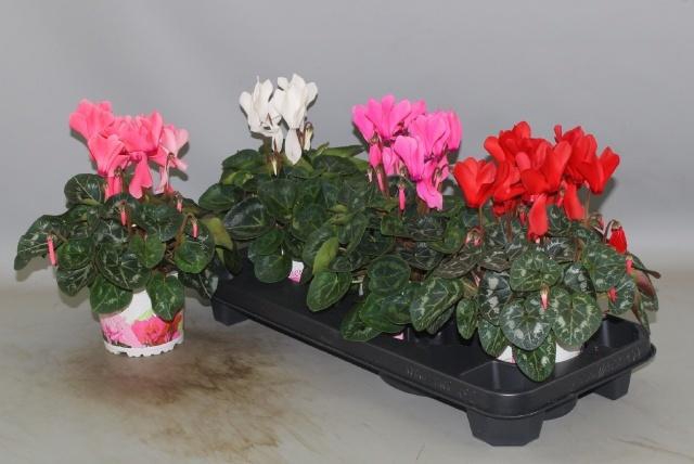 <h4>CYCL GR SUP XL</h4>