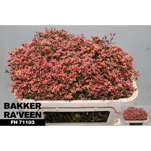 Limonium Max Diamond Bakker
