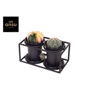 Cactus Duo in design frame