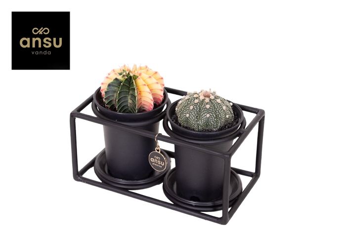 <h4>Cactus Duo in design frame</h4>