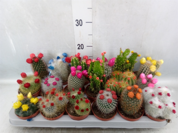 Cactus   ...decorated