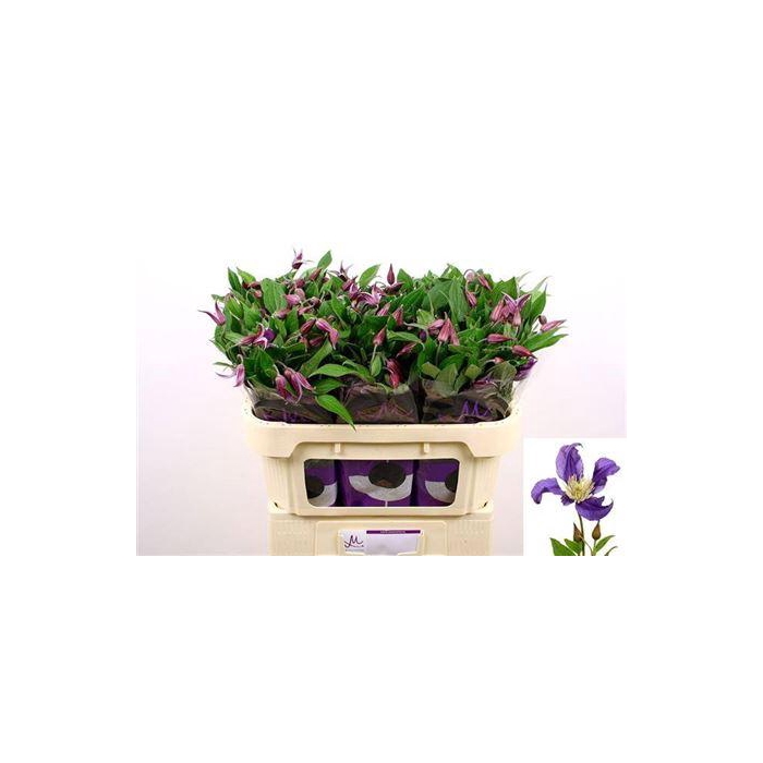 <h4>Clem Blue Pirouette</h4>