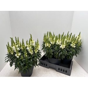 ANTIRR SULT WHITE