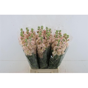 Matth Iron Apricot 55cm