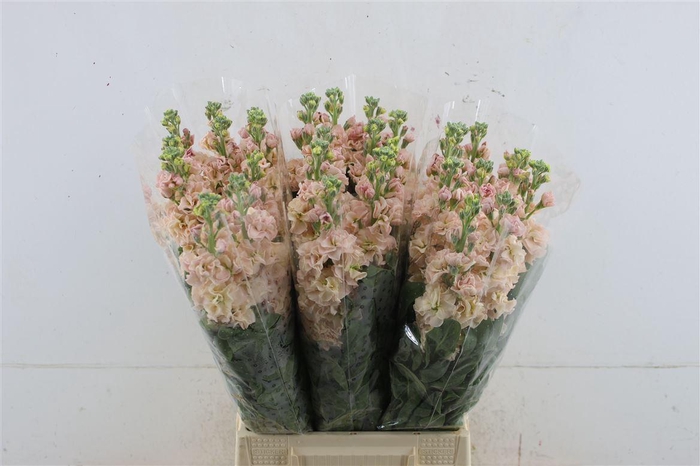 <h4>Matth Iron Apricot 55cm</h4>