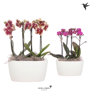 Kolibri Orchids Phalaenopsis mix 4 spike in Oval Twins white