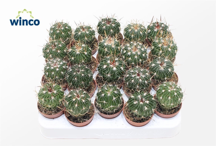 Echinofossulocactus Multicostatus