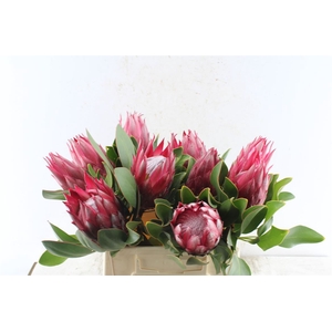Protea Cy Madiba