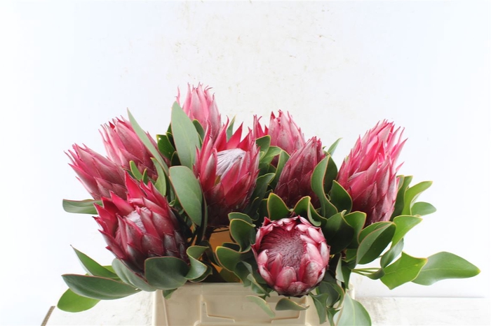 <h4>Protea Cy Madiba</h4>