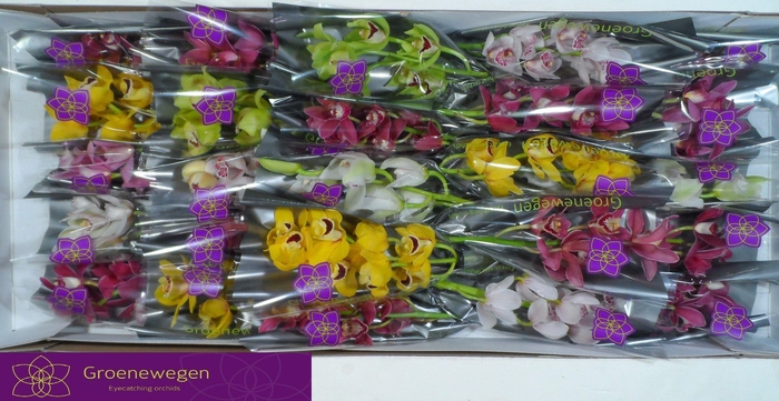 <h4>CYMB MI GEM</h4>