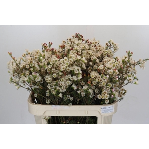 Chamelaucium Moonlight Delight