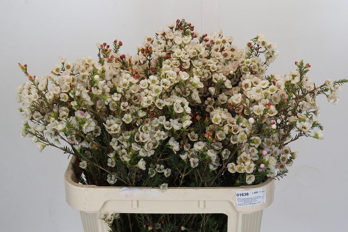 <h4>Chamelaucium Moonlight Delight</h4>