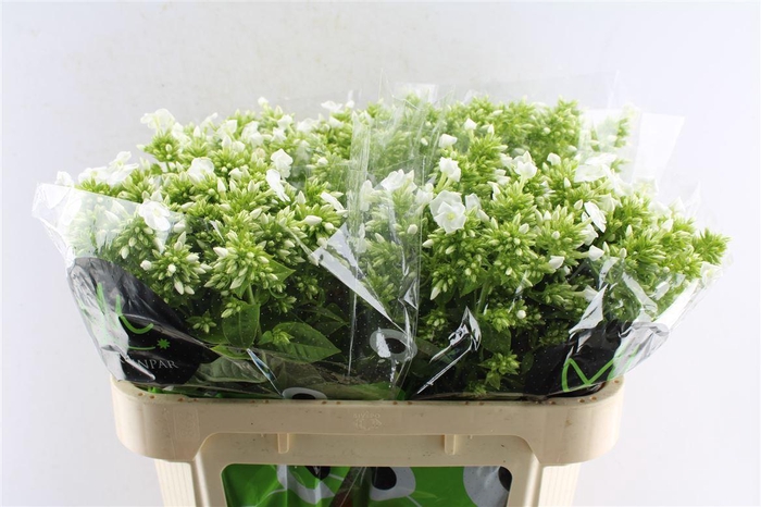 <h4>Phlox Icecap White</h4>