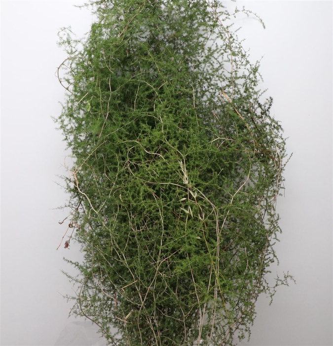 <h4>Asparagus Wild (bag)</h4>