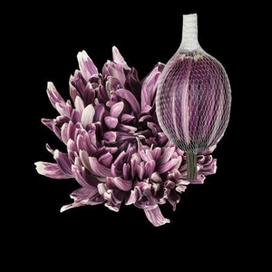 Chr G Antonov Cassis