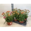 Achi Millefolium