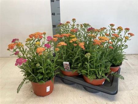 Achi Millefolium