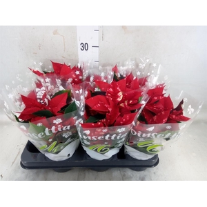 Euphorbia pulc. 'Skystar'