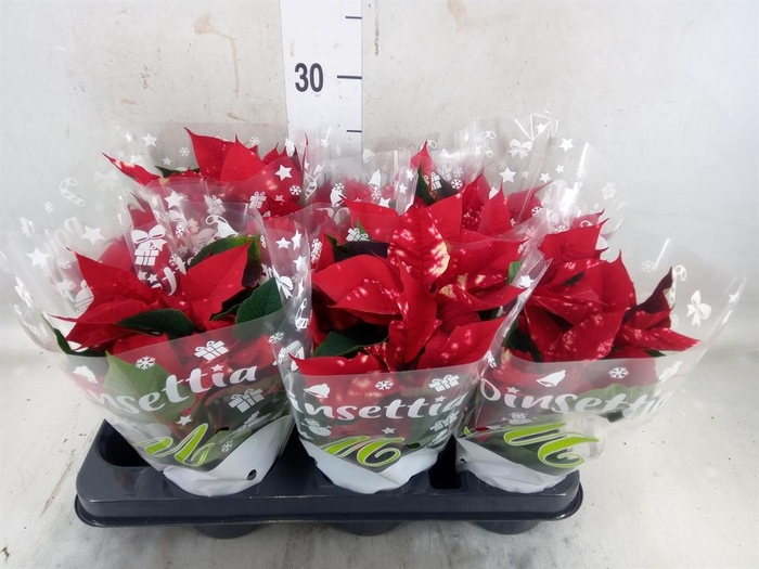 <h4>Euphorbia pulc. 'Skystar'</h4>