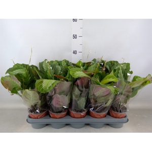 Maranta leuc.   ...