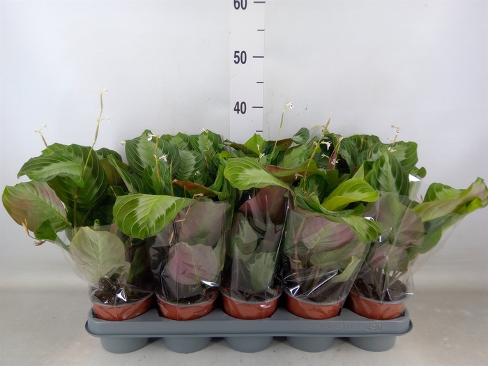 <h4>Maranta leuc.   ...</h4>