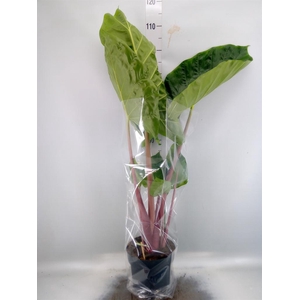 Alocasia   ...