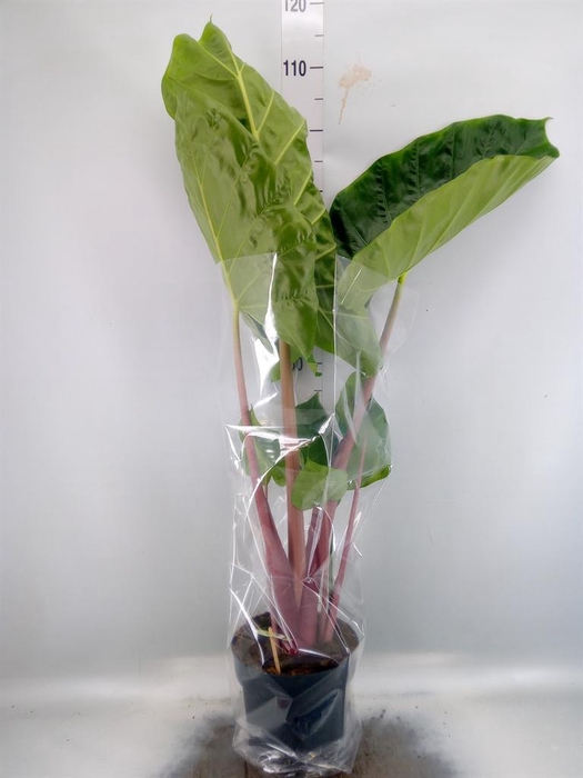 <h4>Alocasia   ...</h4>