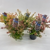 Abelia grandiflora mix