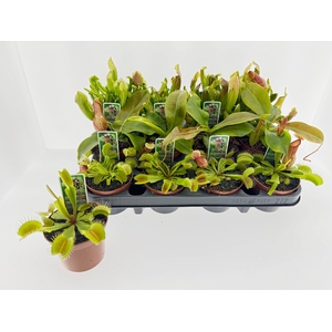 VLEESETENDE PLANTEN