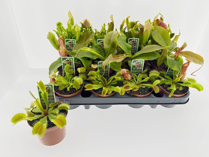 <h4>VLEESETENDE PLANTEN</h4>