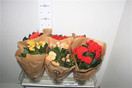 <h4>Begonia Elatior Grp Dubbel Gemengd</h4>